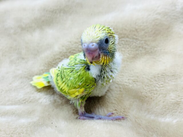 菜の花カラー🌼🌱セキセイインコ(スパングル) ヒナ セキセイインコ