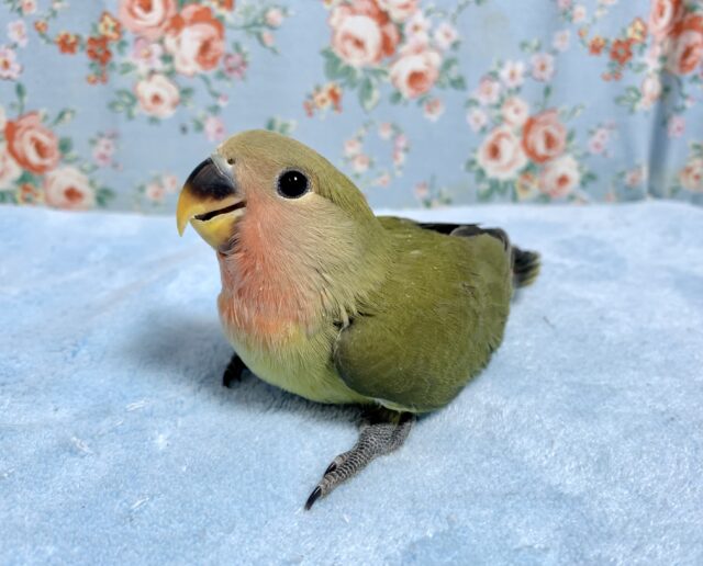 コザクラインコ（小桜インコ）