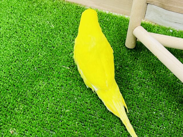 ジャンボセキセイインコ