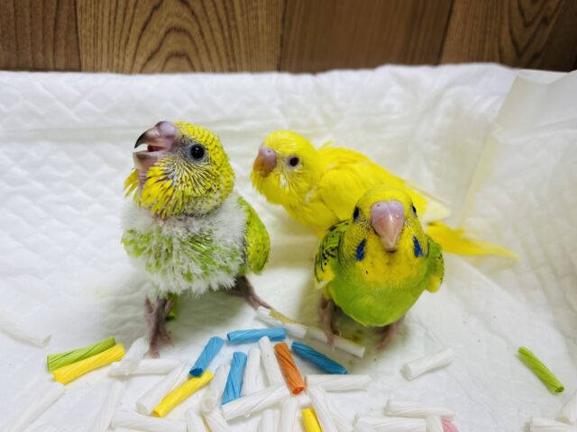 セキセイインコ