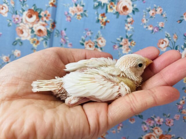 桜文鳥 / 白文鳥