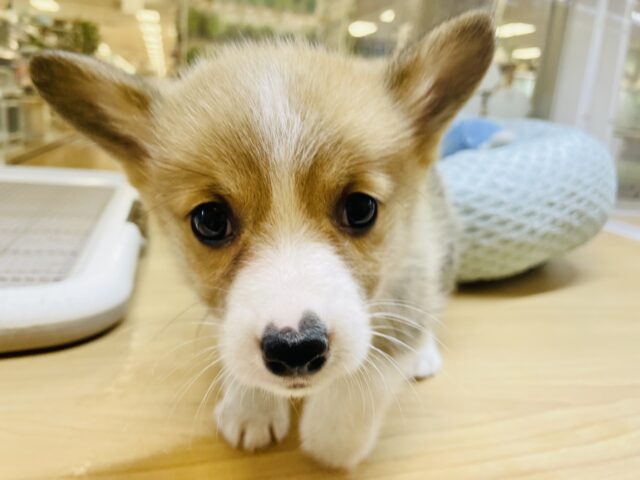 ウェルシュコーギー・ペンブローグ