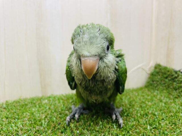 オキナインコ