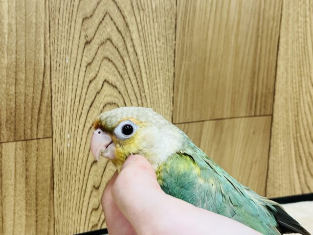 ホオミドリウロコインコ