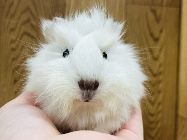 アビシニアンモルモット