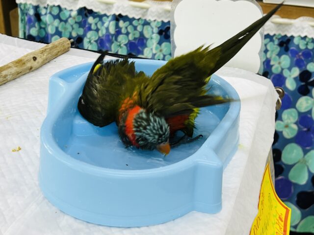 ゴシキセイガイインコ