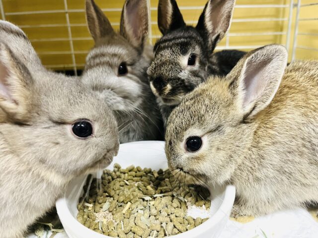 ネザーランドドワーフ