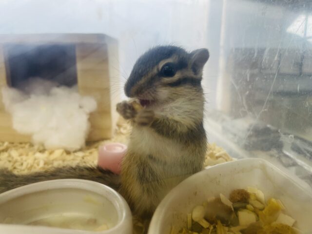 ごはんを食べてる姿が可愛らしい!!シマリスの男の子! シマリス(ノーマル)