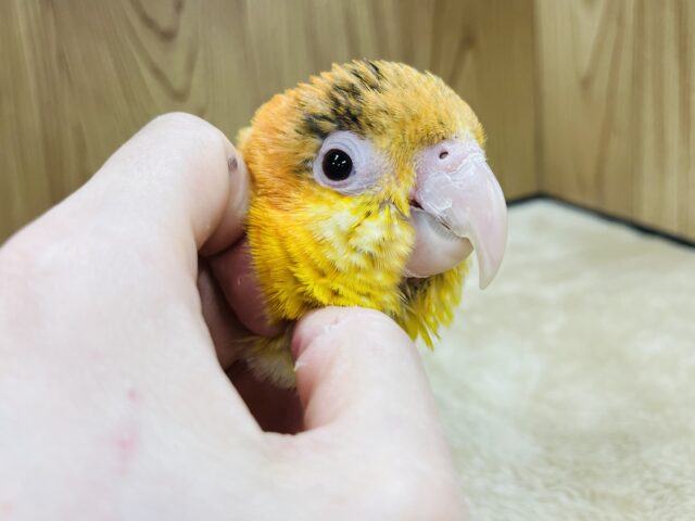 シロハラインコ