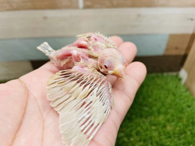 シナモン文鳥