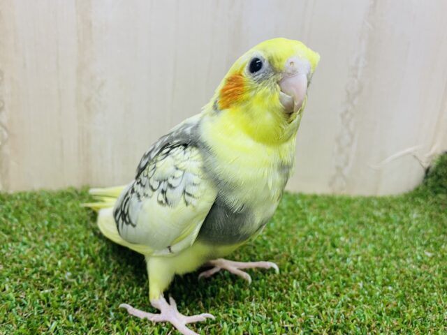 オカメインコ