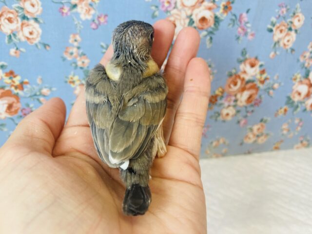 桜文鳥 / 白文鳥