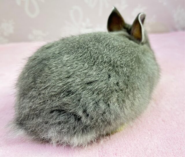 ネザーランドドワーフ