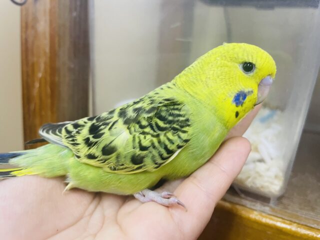 ジャンボセキセイインコ