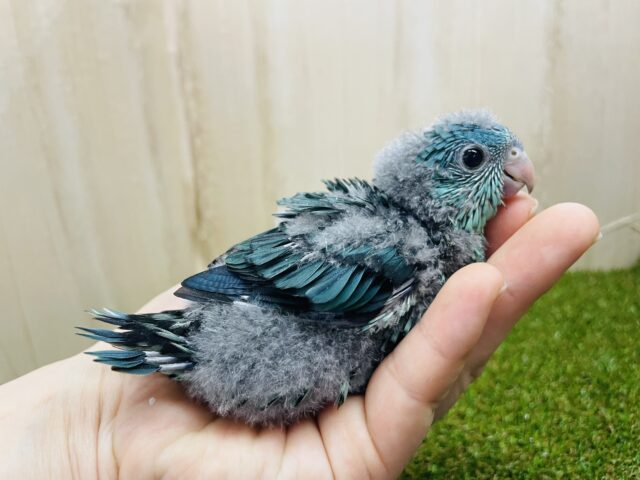 サザナミインコ