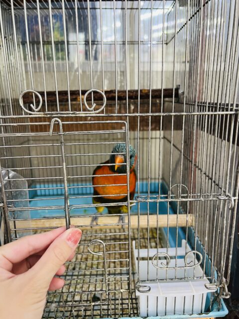 ゴシキセイガイインコ