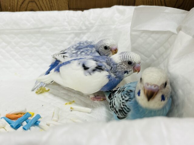 セキセイインコ