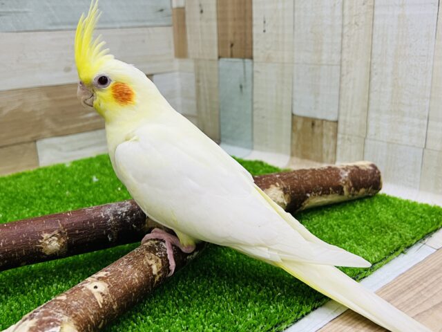 オカメインコ