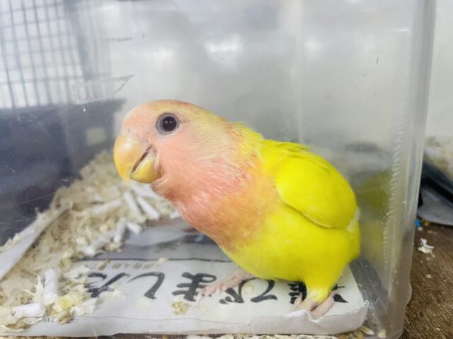 コザクラインコ（小桜インコ）