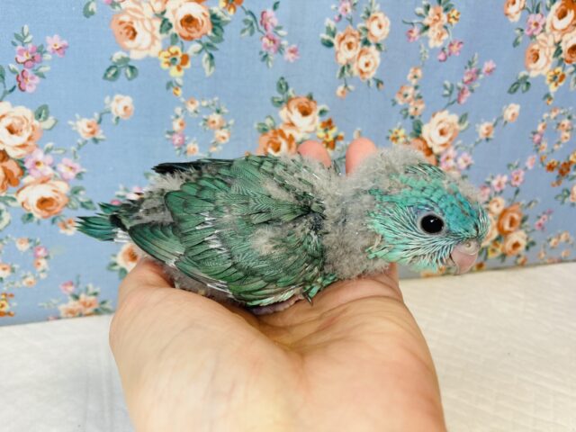 サザナミインコ