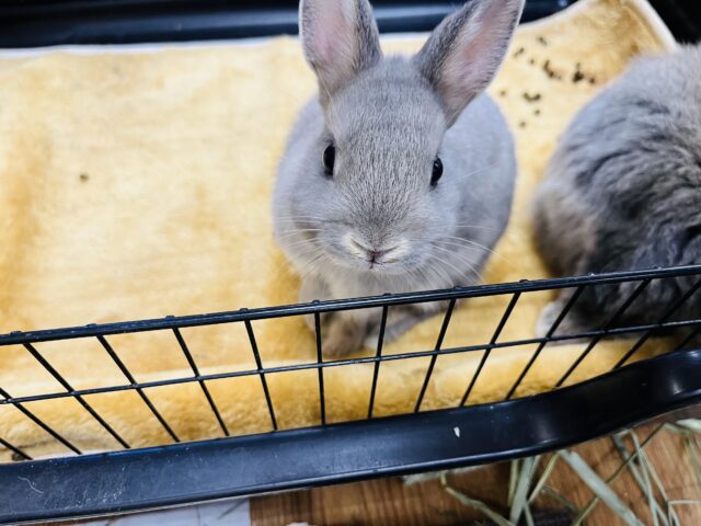 ネザーランドドワーフ