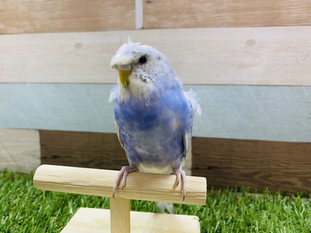 羽衣セキセイインコ