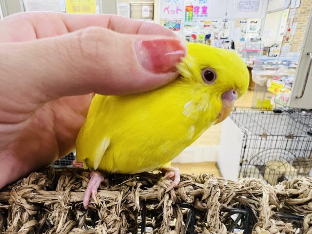 ジャンボセキセイインコ