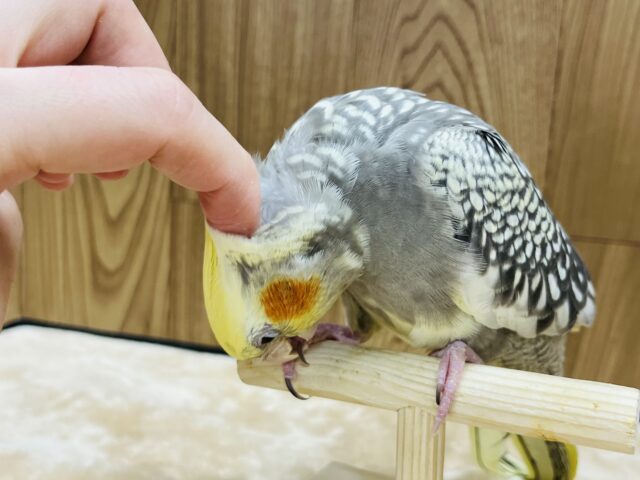 オカメインコ