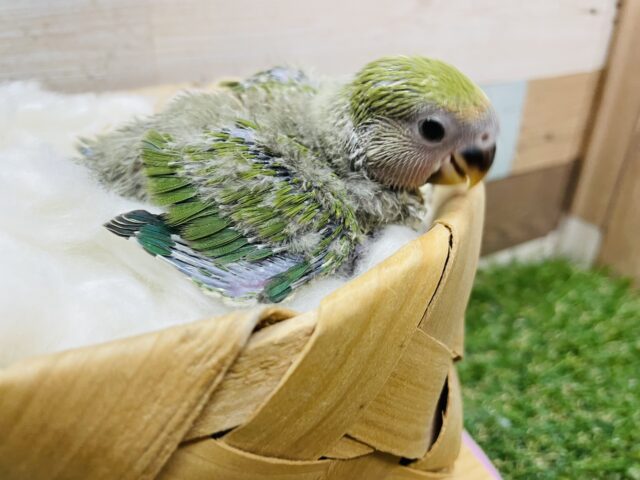 コザクラインコ（小桜インコ）