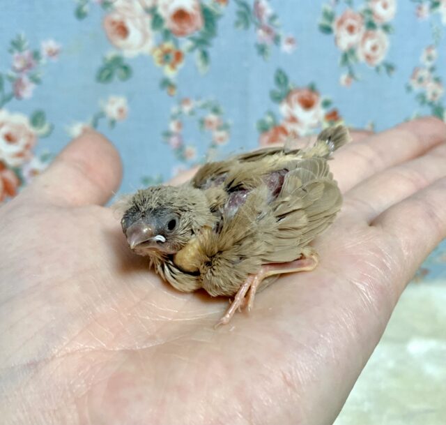 錦花鳥（キンカチョウ）