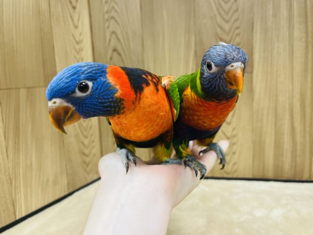 ゴシキセイガイインコ