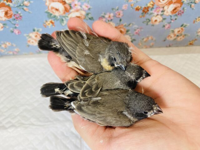 錦花鳥（キンカチョウ）