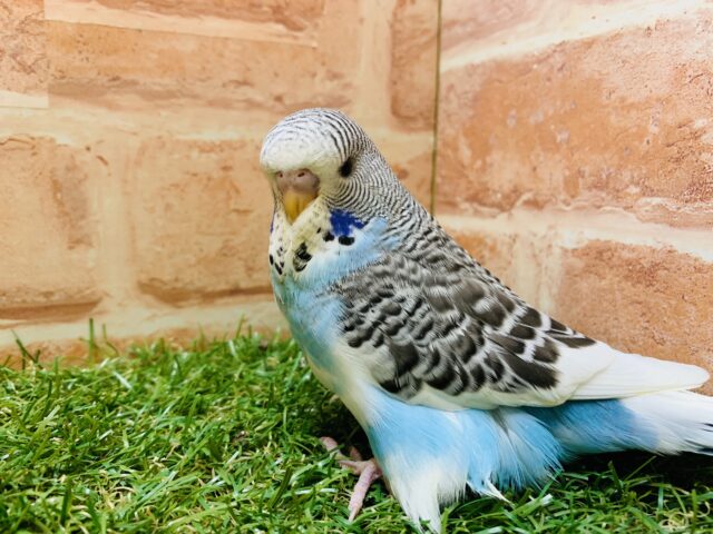 ジャンボセキセイインコ