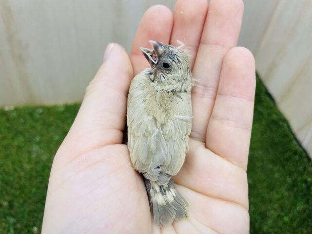 錦花鳥（キンカチョウ）