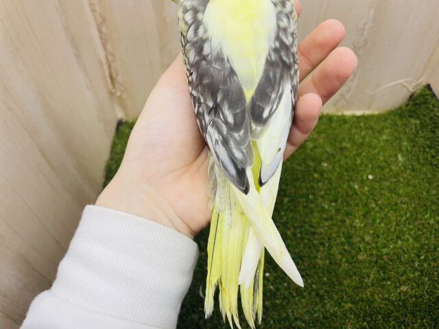 オカメインコ