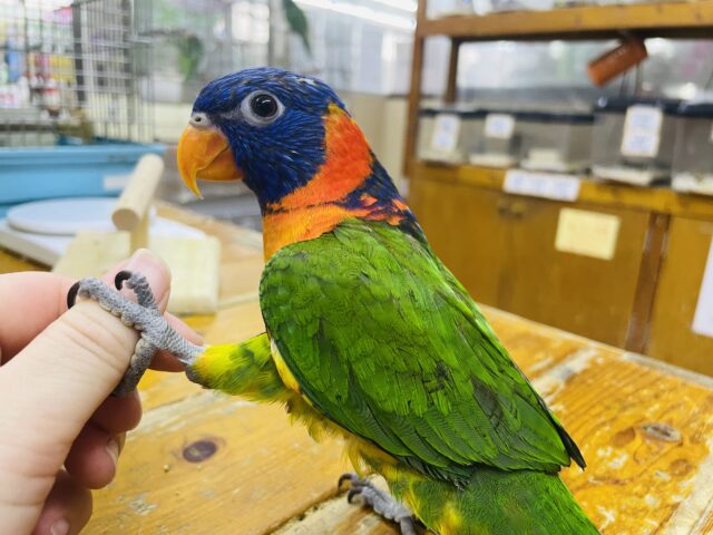 アカエリゴシキセイガイインコ