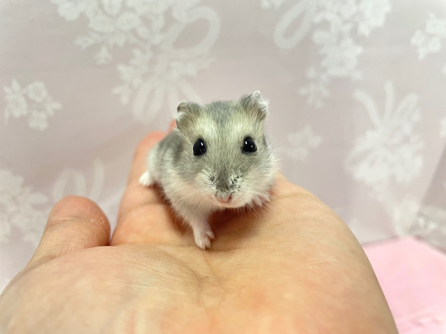 ジャンガリアン