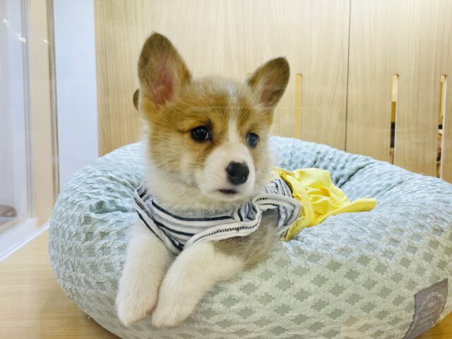 ウェルシュコーギー・ペンブローグ