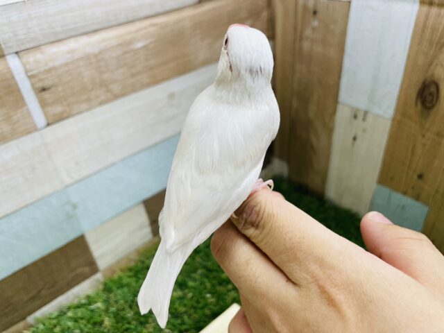 シルバーイノ文鳥