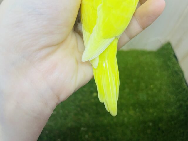 セキセイインコ