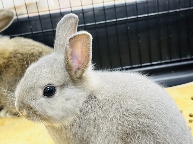 ネザーランドドワーフ