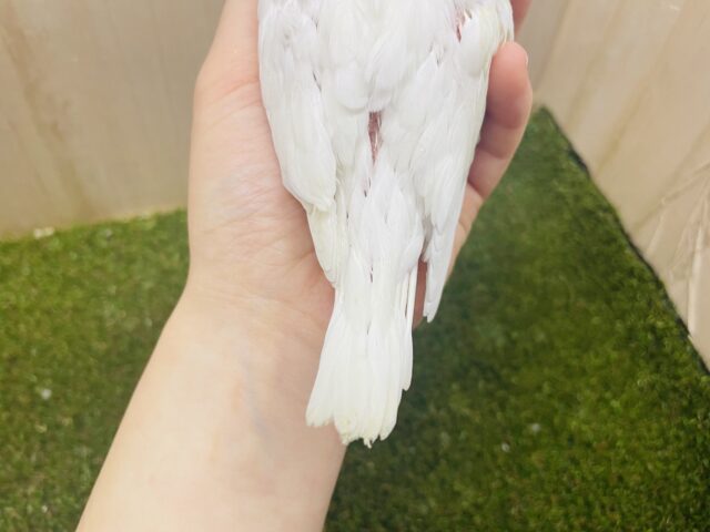 オカメインコ