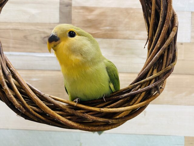 コザクラインコ（小桜インコ）