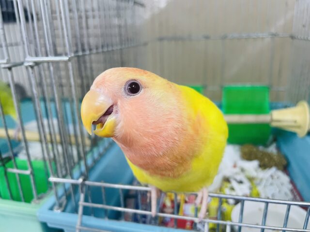 コザクラインコ（小桜インコ）