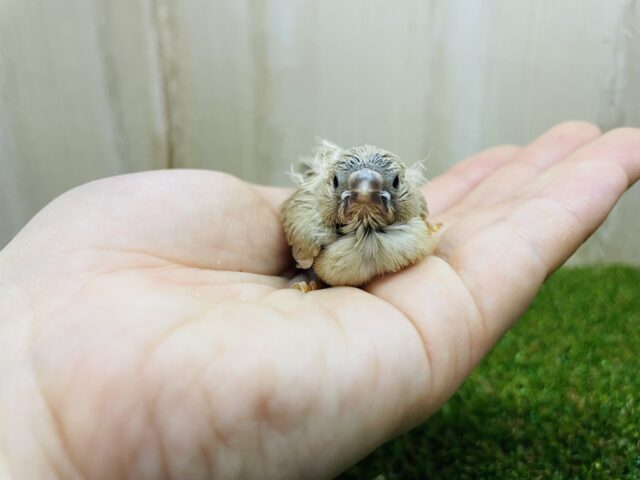 錦花鳥（キンカチョウ）