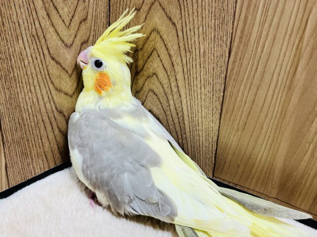 オカメインコ