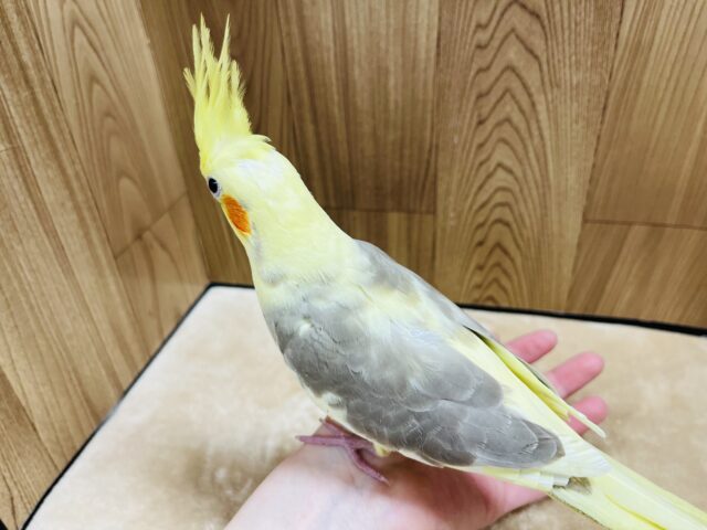 オカメインコ