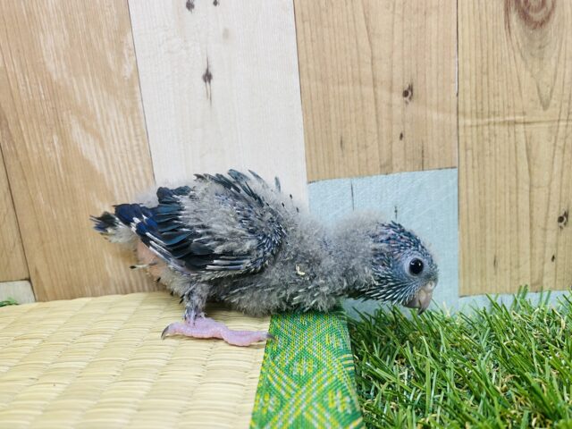 サザナミインコ