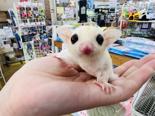 フクロモモンガ