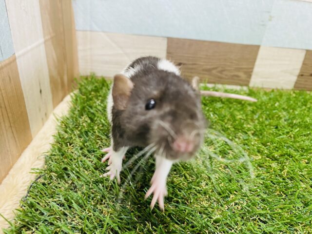 ファンシーラット